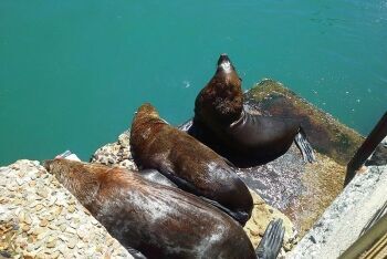 Seals, Kalk Bay harbour, Cape Town