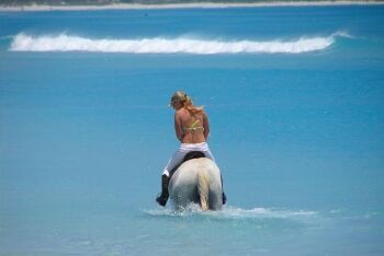 Horse, Noordhoek Beach, Cape Town